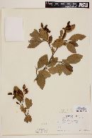 Alnus oblongifolia image