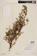 Bursera microphylla image