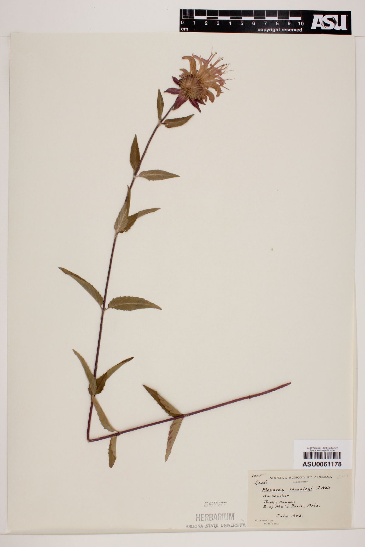 Monarda ramaleyi image