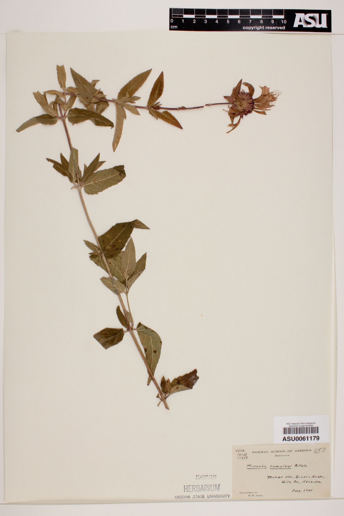 Monarda ramaleyi image
