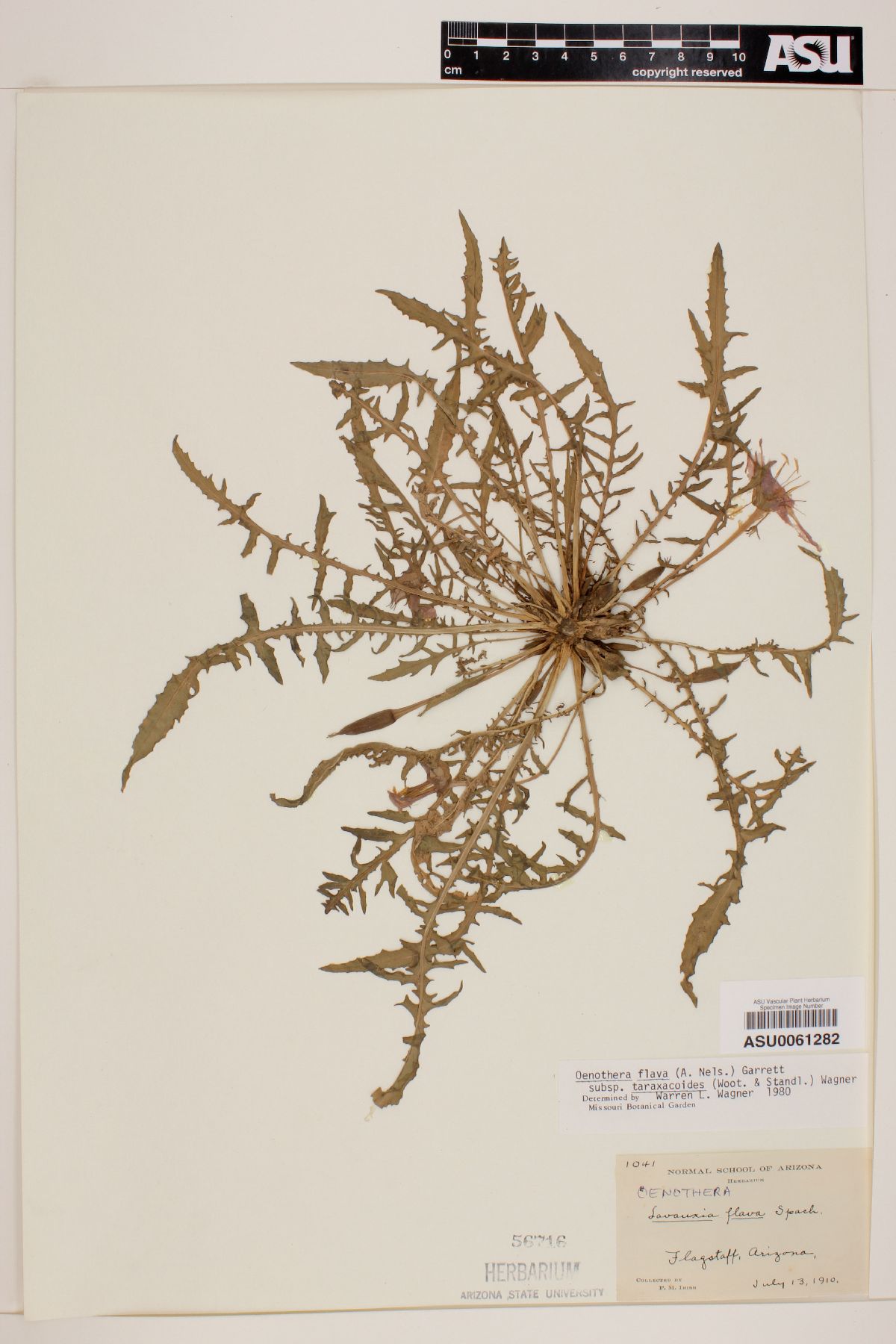 Oenothera flava subsp. taraxacoides image