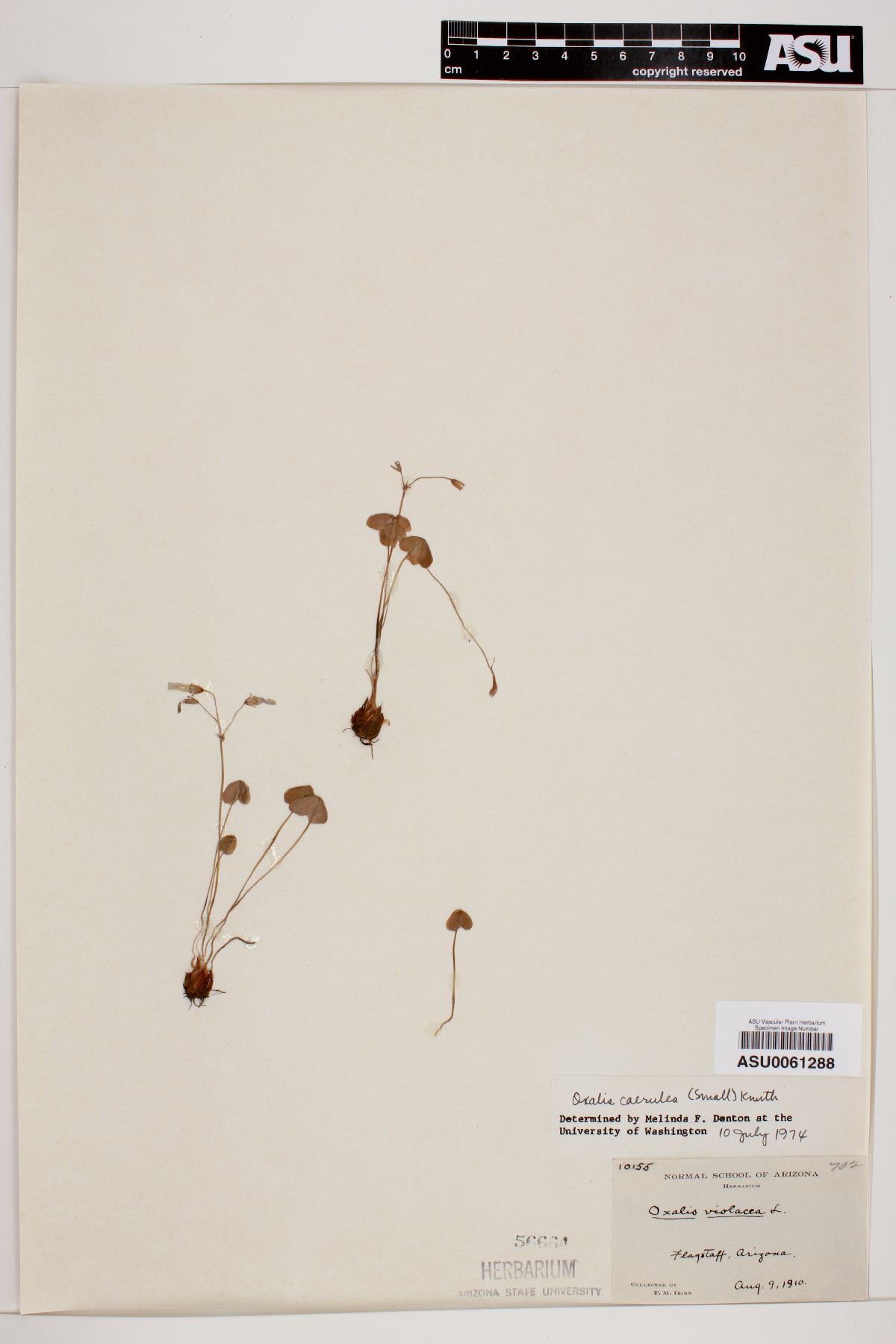 Oxalis caerulea image