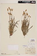 Plantago ovata image