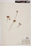 Anemone sphenophylla image