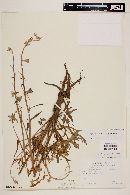 Delphinium parishii subsp. parishii image