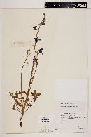 Delphinium parishii subsp. parishii image