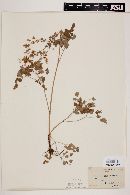 Thalictrum fendleri image