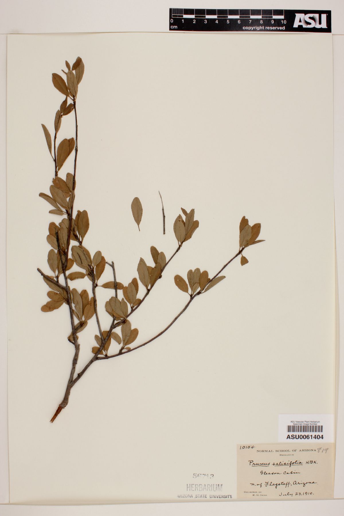 Prunus salicifolia image