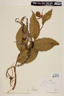 Cypripedium parviflorum image