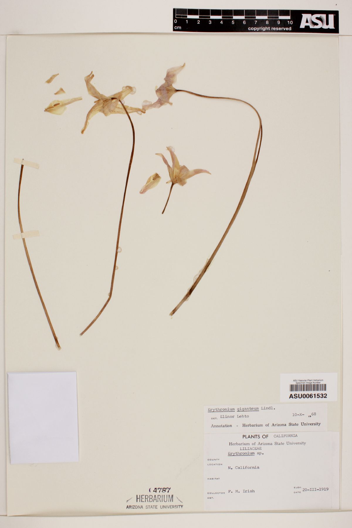 Erythronium giganteum image