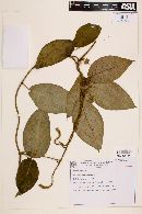 Fischeria martiana image