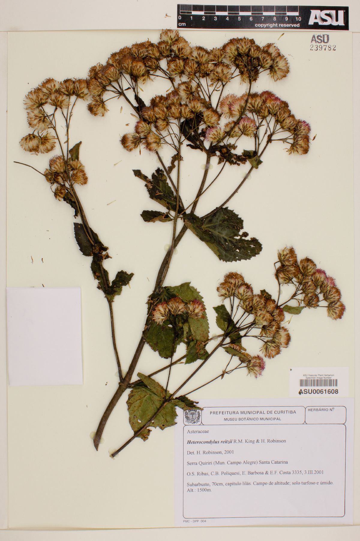 Heterocondylus reitzii image