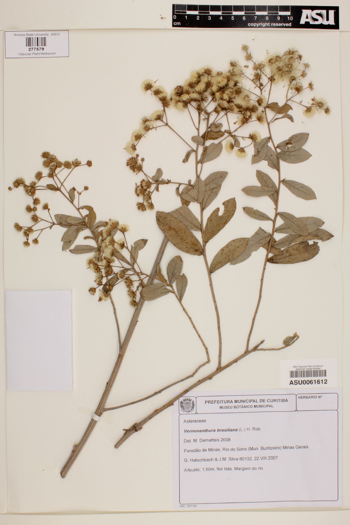 Vernonia brasiliana image