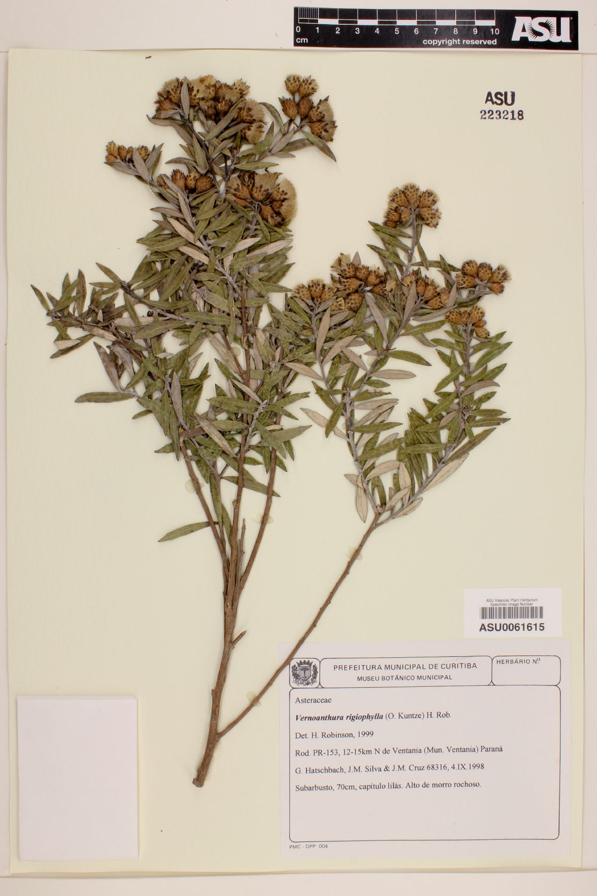 Vernonanthura rigiophylla image