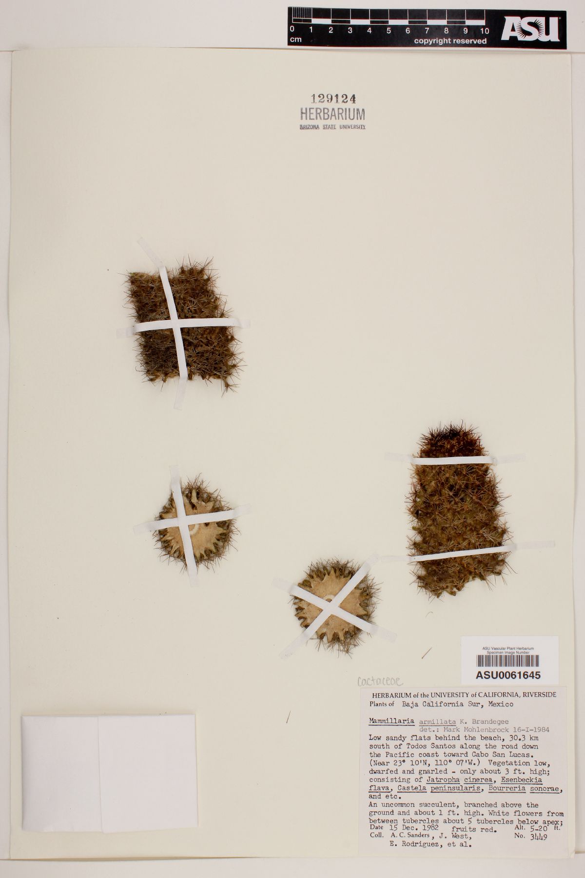 Mammillaria armillata image