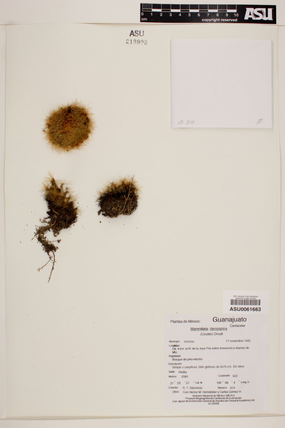 Mammillaria densispina image