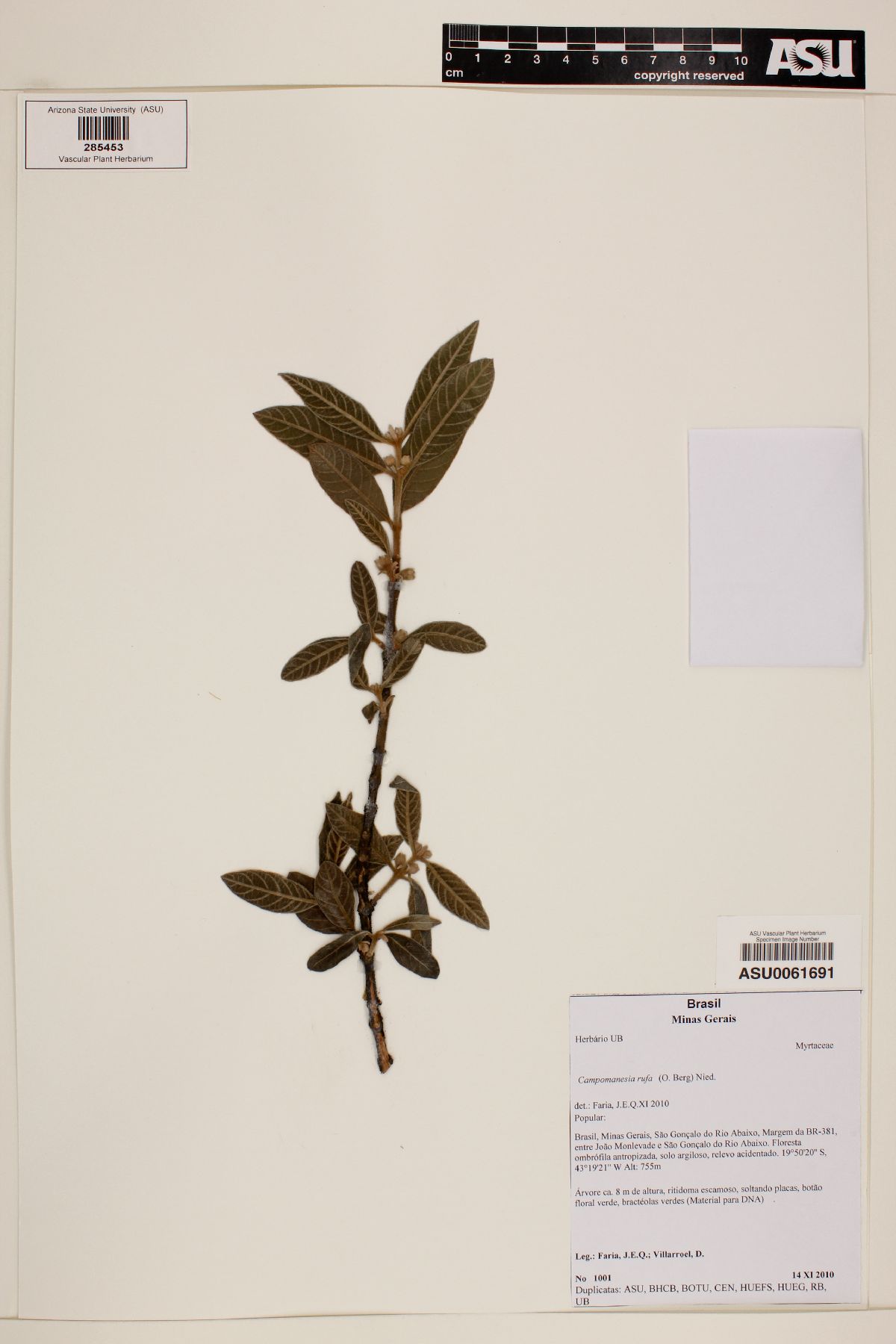 Campomanesia rufa image