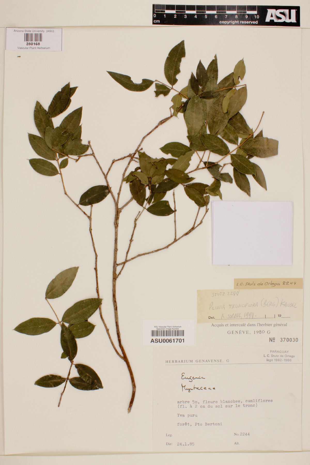 Plinia trunciflora image