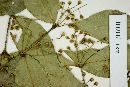 Myrcia laruotteana image