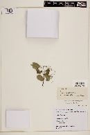 Myrcia laruotteana image