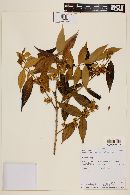 Myrcia bracteata image