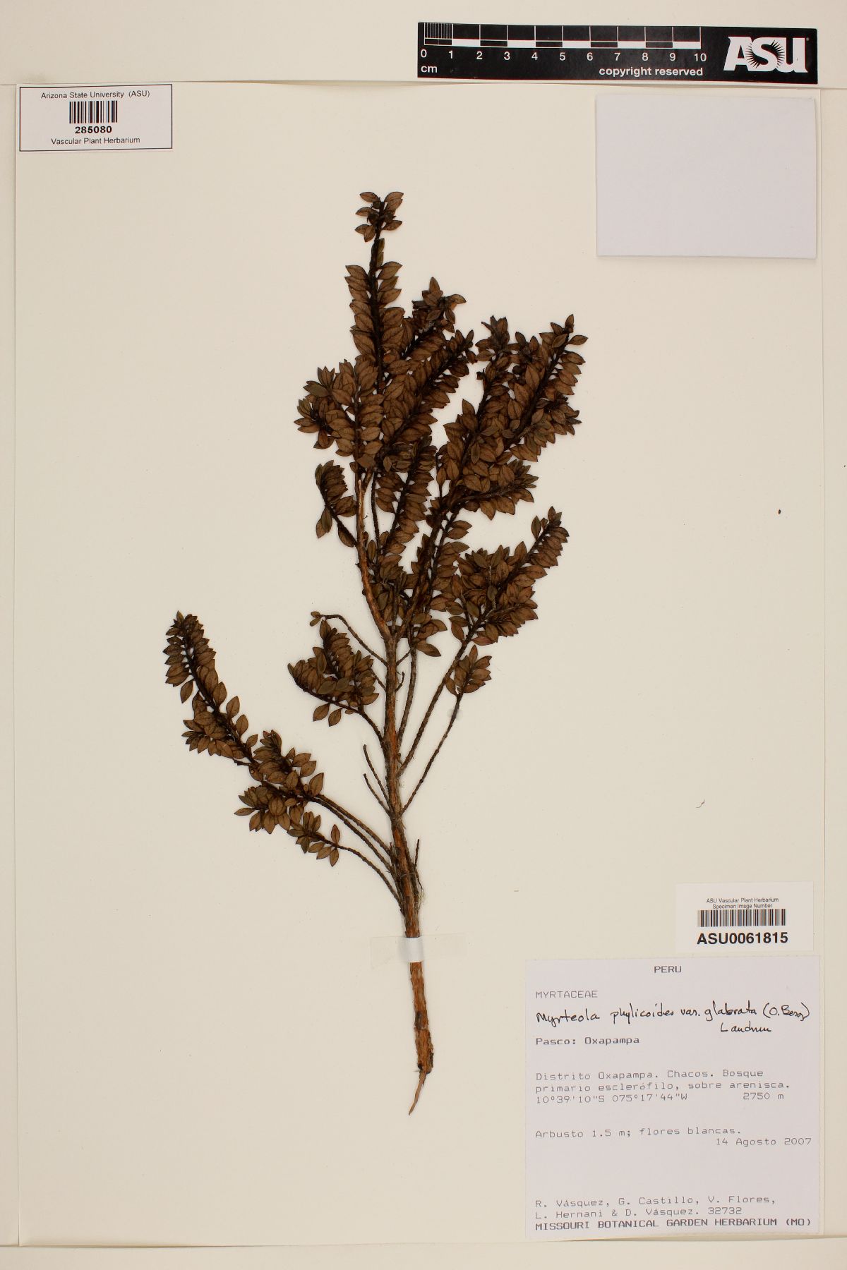 Myrteola phylicoides var. glabrata image