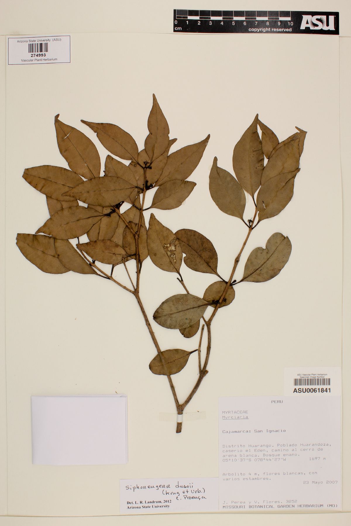 Siphoneugena dussii image