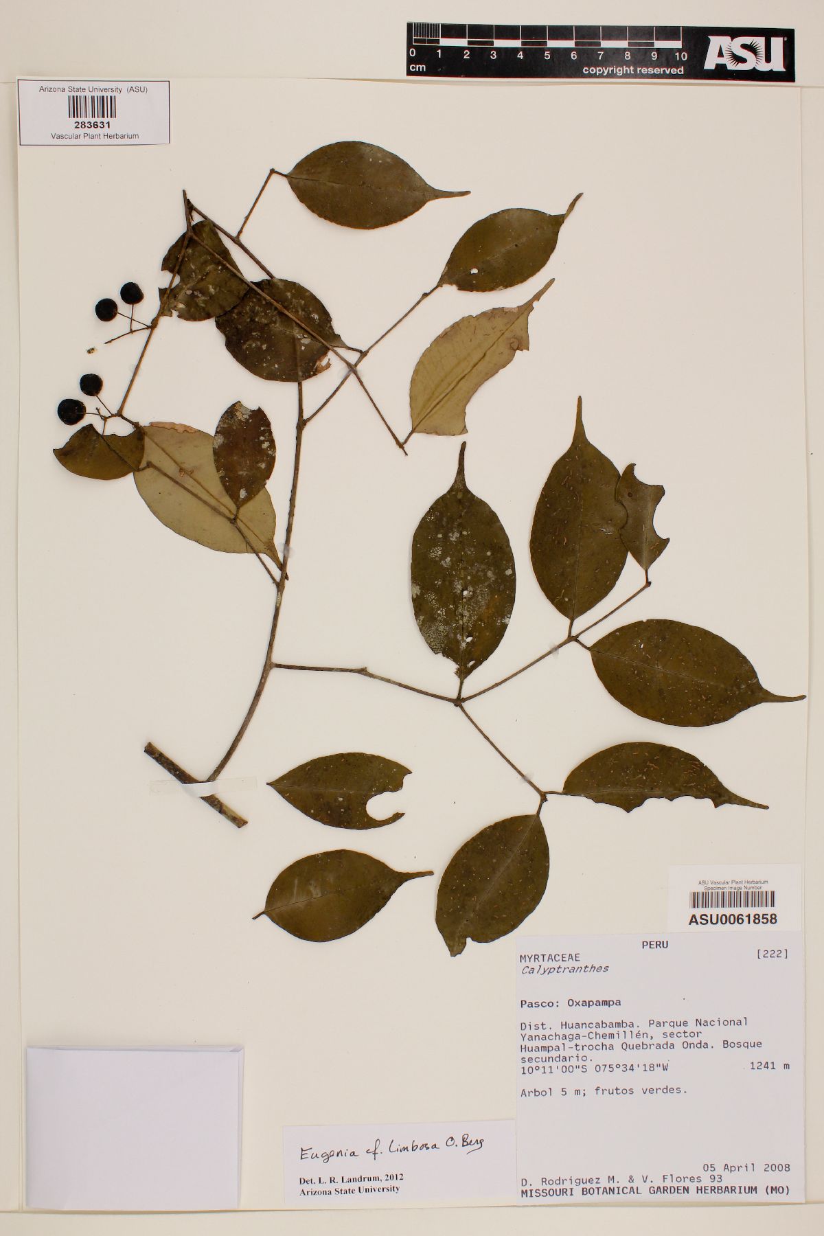 Eugenia limbosa image