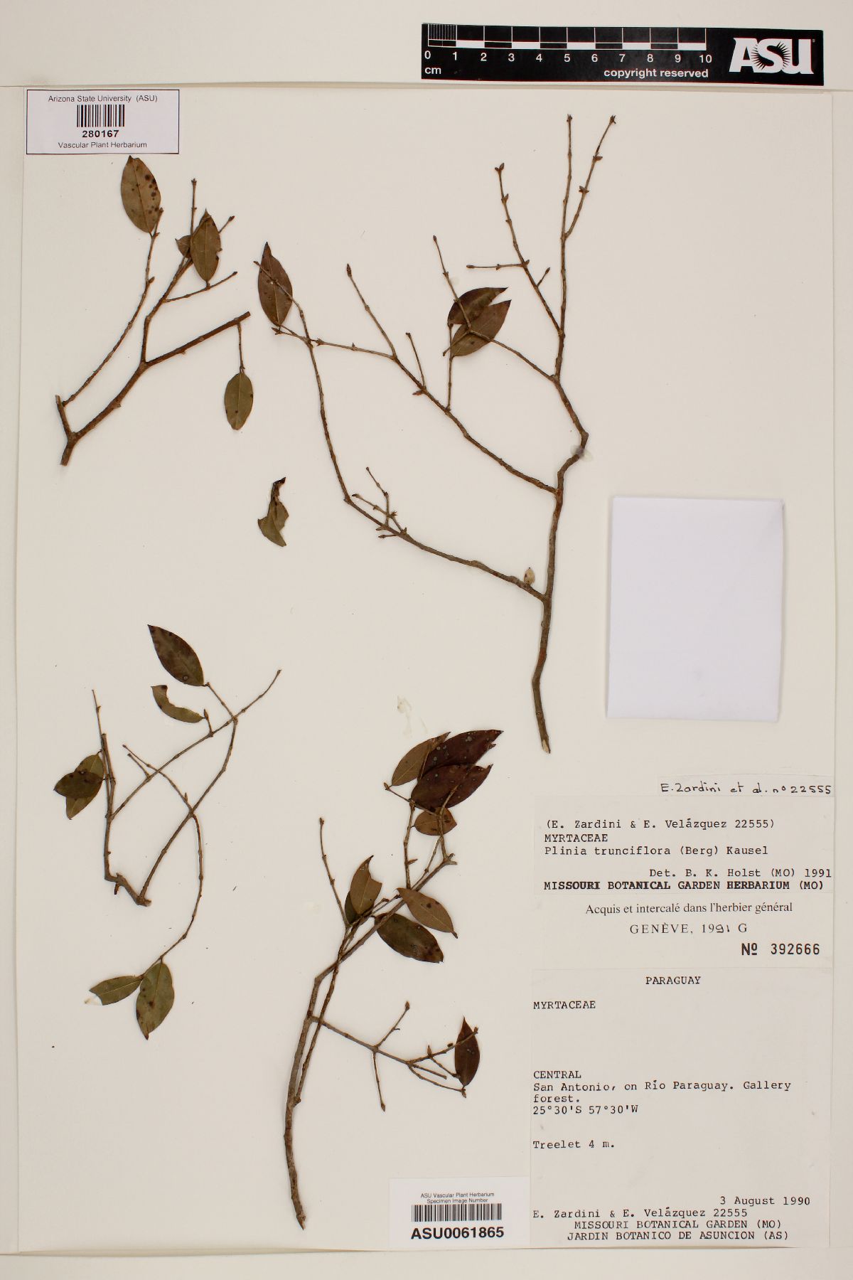 Plinia trunciflora image