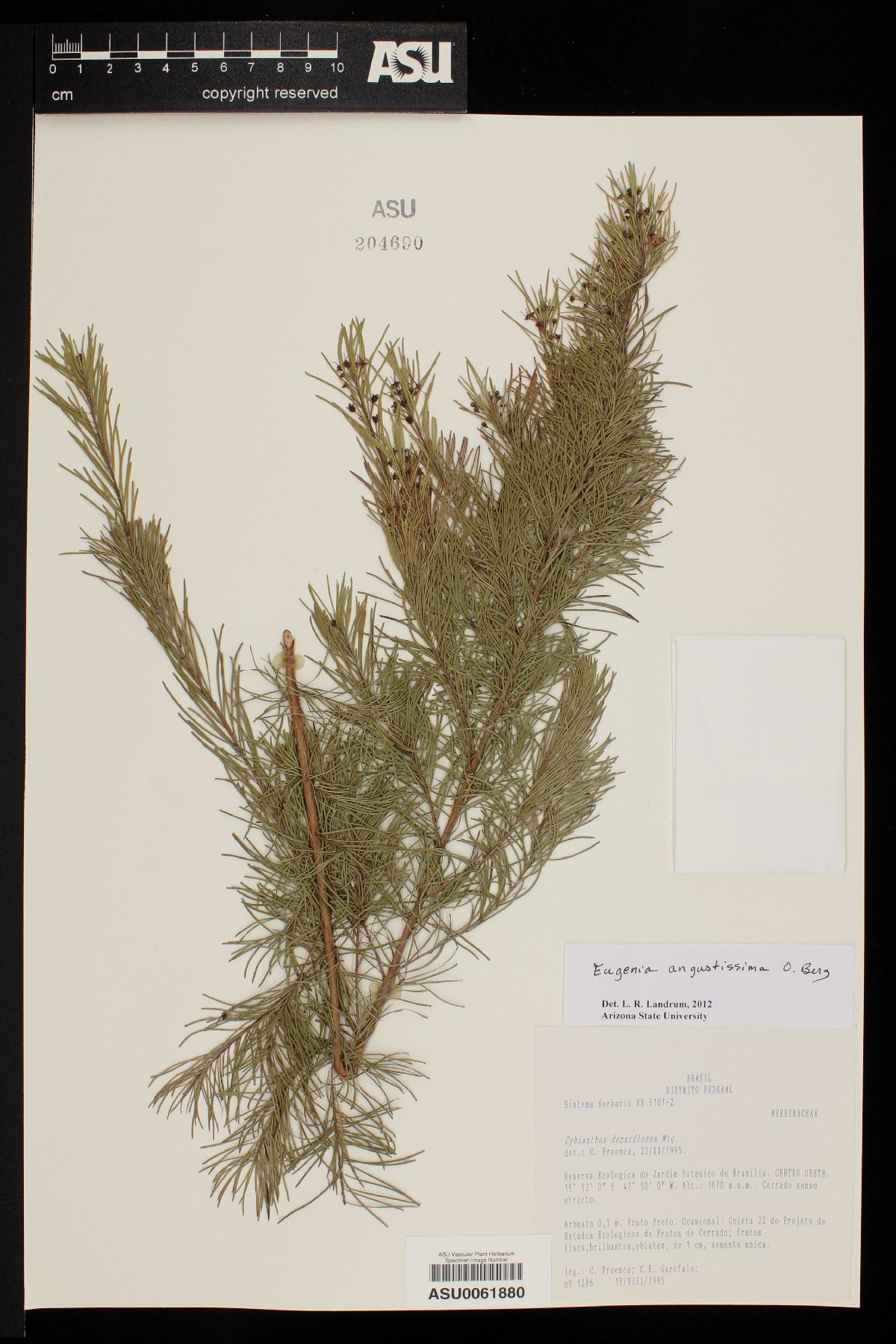 Eugenia angustissima image