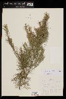 Eugenia angustissima image