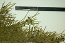 Eugenia angustissima image
