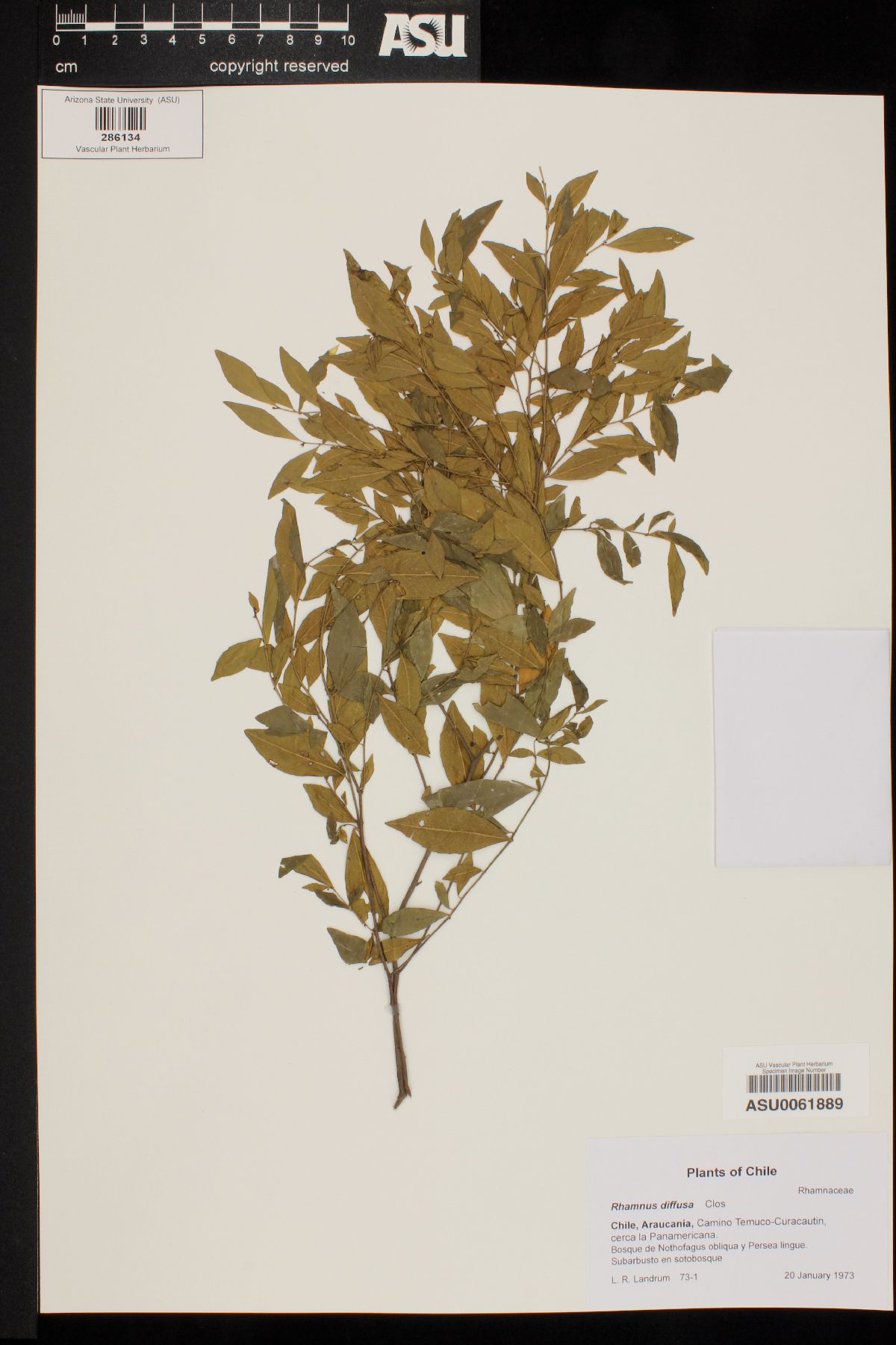 Rhamnus diffusa image