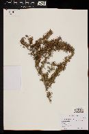 Berberis empetrifolia image