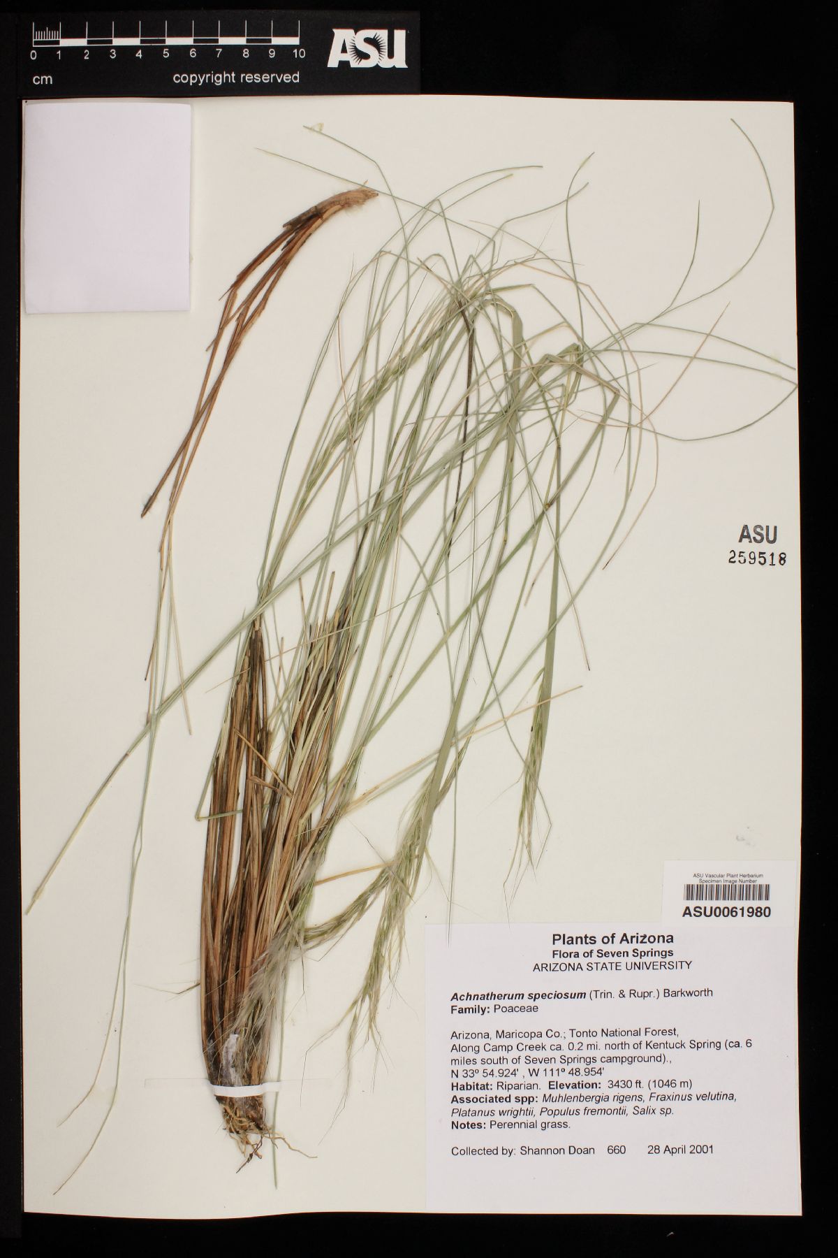 Pappostipa speciosa var. media image