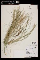 Pappostipa speciosa image