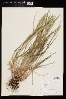 Agropyron cristatum subsp. desertorum image