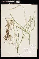 Elymus trachycaulus image