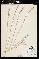 Elymus trachycaulus image