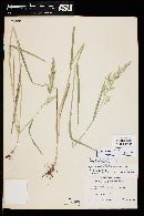 Agrostis exarata image