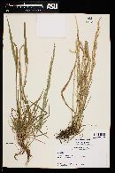 Agrostis exarata image