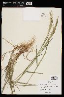 Agrostis exarata image