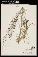 Agrostis stolonifera image