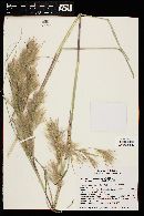 Andropogon glomeratus image