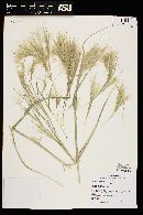 Andropogon glomeratus image