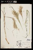 Andropogon glomeratus image