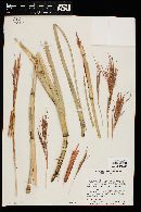 Andropogon glomeratus image