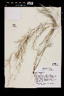 Aristida adscensionis image