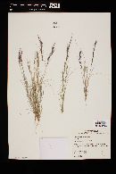 Aristida adscensionis image