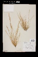 Aristida adscensionis image